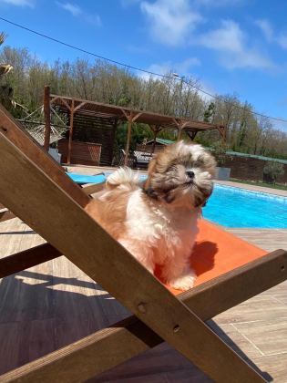SHIHTZU YAVRULARI İSTANBUL