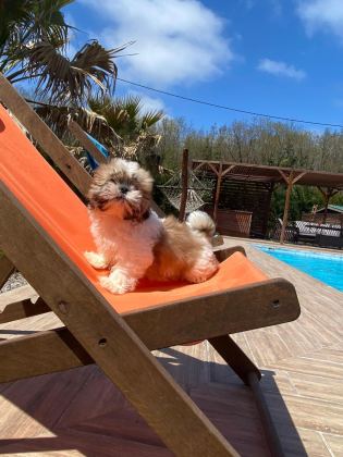 SHIHTZU YAVRULARI İSTANBUL
