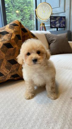 İPEKSİ TÜYLÜ NEŞE KÜPÜ MALTİPOO YAVRULARI