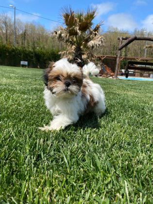 KRALİYET SOYUNDAN GELEN SHIHTZU YAVRULARI