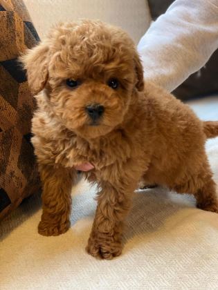 BİRİNCİ SINIF TOY POODLE BEBEKLERİMİZ