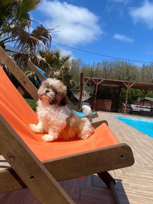 SHIHTZU YAVRULARI İSTANBUL