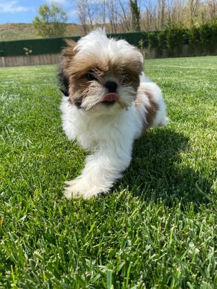 KRALİYET SOYUNDAN GELEN SHIHTZU YAVRULARI