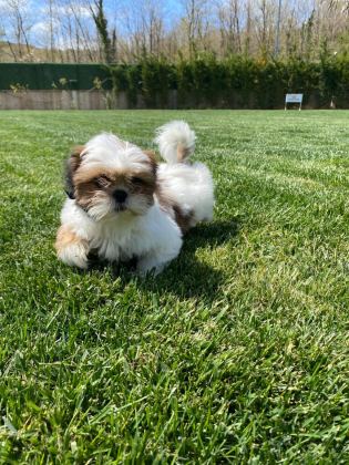 KRALİYET SOYUNDAN GELEN SHIHTZU YAVRULARI
