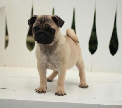 AKKUŞ ÜRETİM ÇİFTLİĞİNDEN PUG YAVRULARI