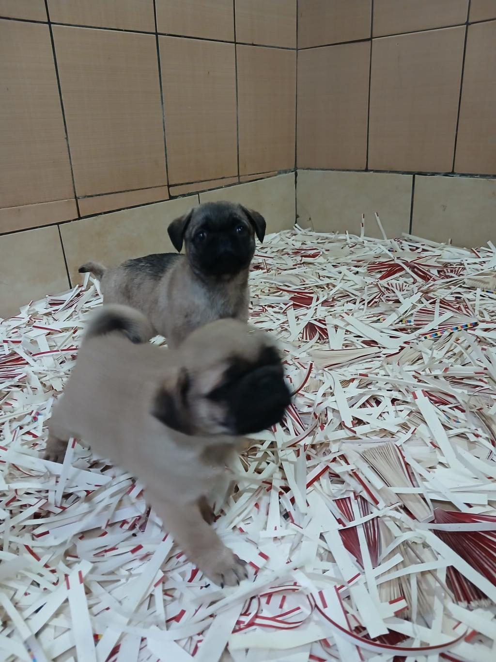 AKKUŞ ÜRETİM ÇİFTLİĞİNDEN PUG YAVRULARI