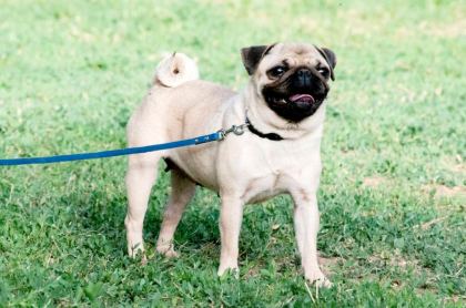AKKUŞ ÜRETİM ÇİFTLİĞİNDEN PUG YAVRULARI