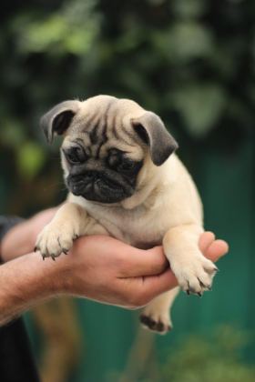 AKKUŞ ÜRETİM ÇİFTLİĞİNDEN PUG YAVRULARI