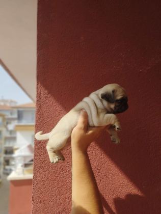 HAMBURGER SURAT PUG MOPS