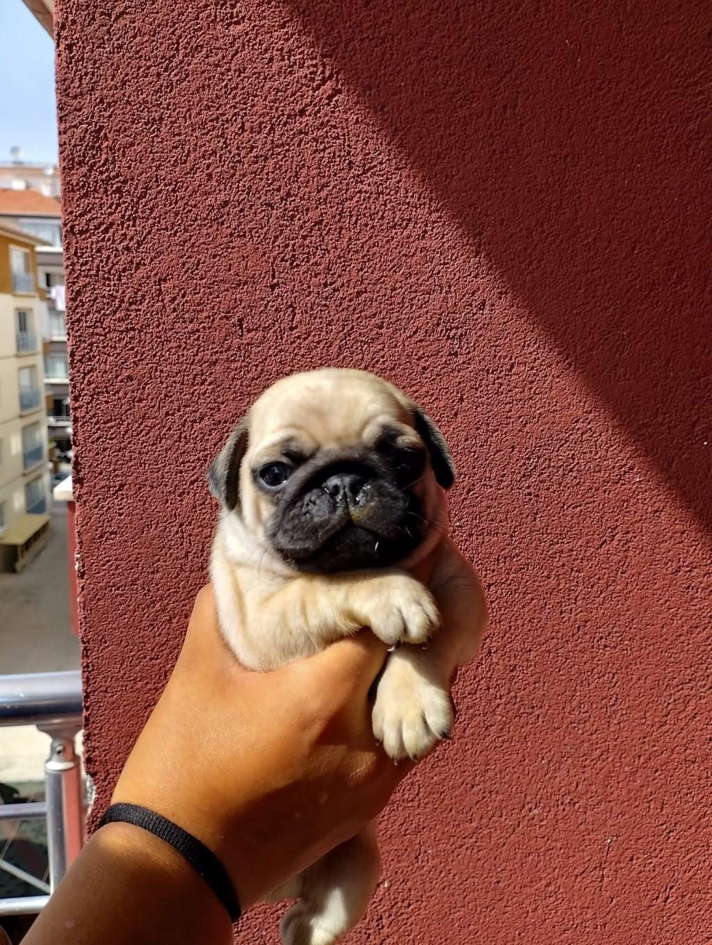 HAMBURGER SURAT PUG MOPS