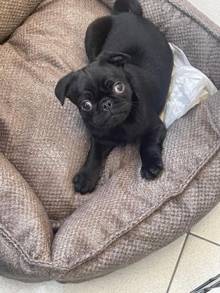 SAHİBİNDEN 3 AYLIK SİYAH ERKEK YAVRU PUG