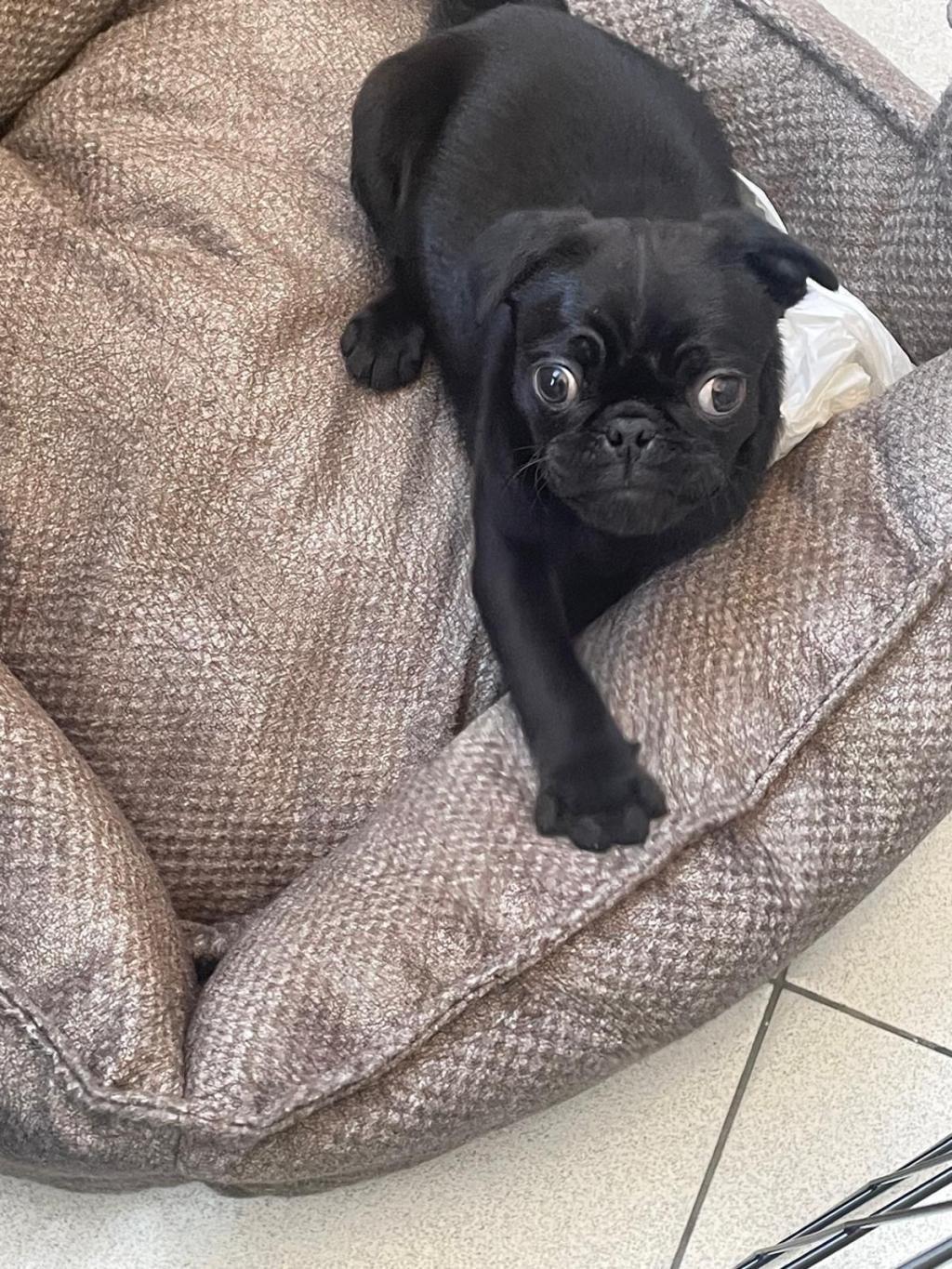 SAHİBİNDEN 3 AYLIK SİYAH ERKEK YAVRU PUG