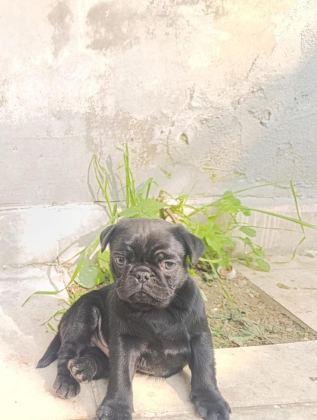 SAHİBİNDEN 3 AYLIK SİYAH ERKEK YAVRU PUG