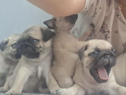 DİŞİ ERKEK PUG MOPS