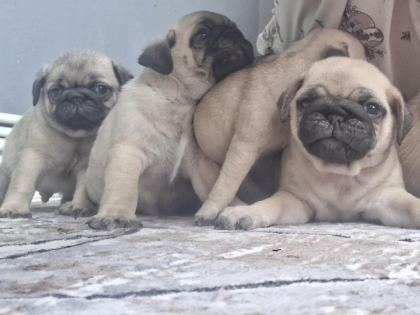 DİŞİ ERKEK PUG MOPS