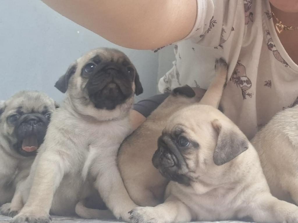 DİŞİ ERKEK PUG MOPS