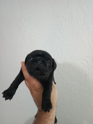 PUG MOBS BEBEKLER