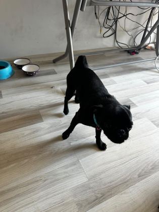 SON PUG YAVRUMUZ A KALİTE