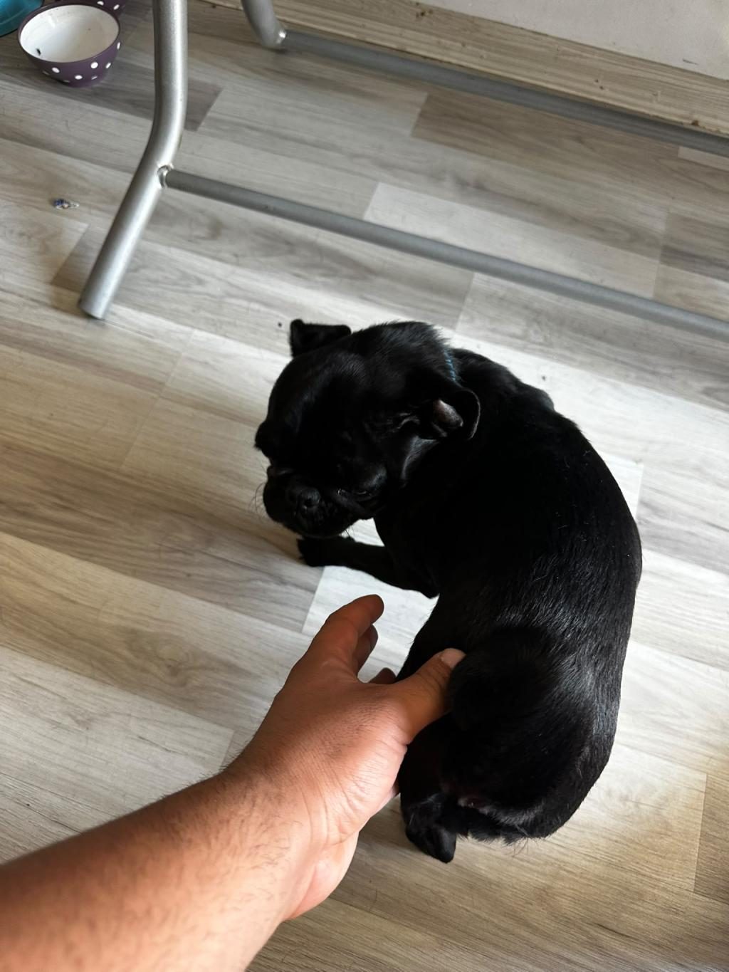 SON A KALİTE PUG YAVRUMUZ