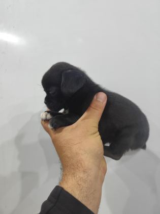 2 AYLIK DİŞİ PUG MOPS