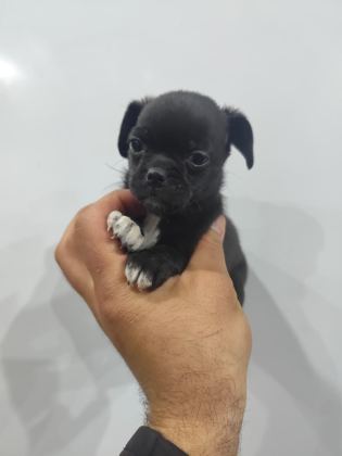 2 AYLIK DİŞİ PUG MOPS