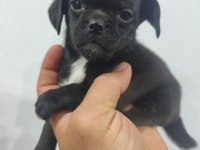 2 AYLIK DİŞİ PUG MOPS