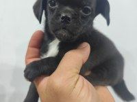 2 AYLIK DİŞİ PUG MOPS