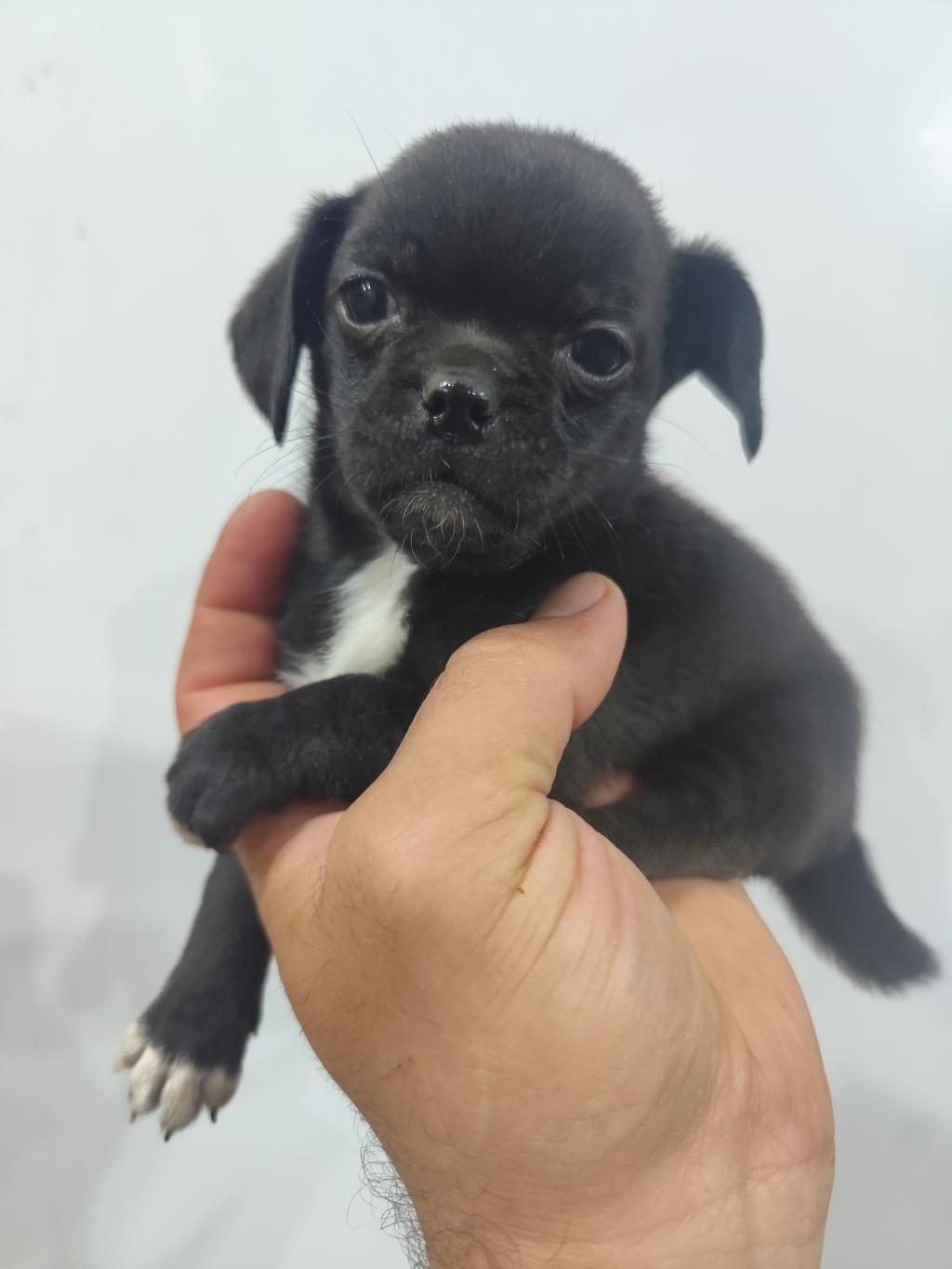 2 AYLIK DİŞİ PUG MOPS