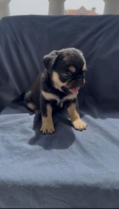 BLACK TAN PUG MOPS