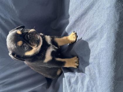 BLACK TAN PUG MOPS