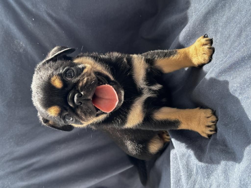 BLACK TAN PUG MOPS