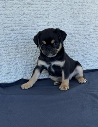 BLACK TAN PUG MOPS