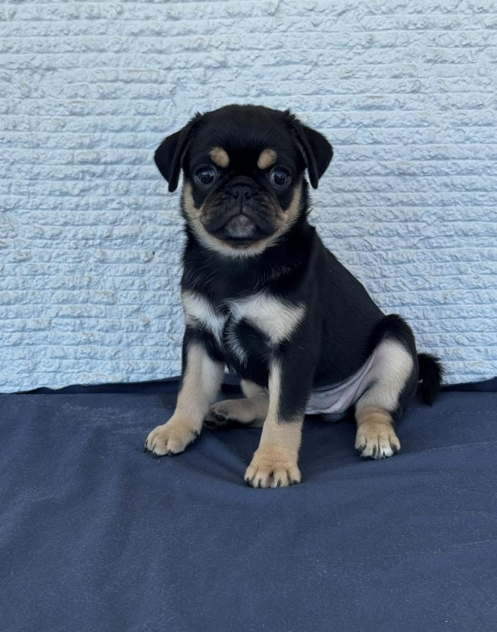 BLACK TAN PUG MOPS
