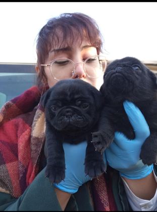SIYAH BLACK PUG YAVRULARIMIZ