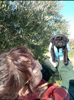 SIYAH BLACK PUG YAVRULARIMIZ