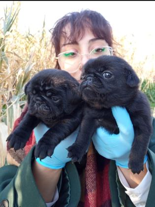 SIYAH BLACK PUG YAVRULARIMIZ