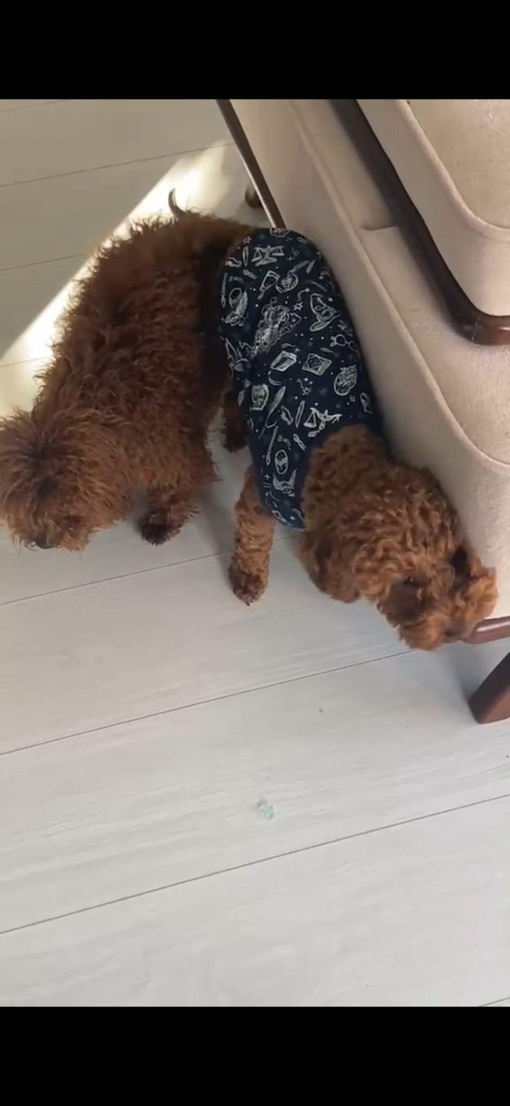 1 DİŞİ VE 1 ERKEK POODLE 10 GÜNLÜKLER REZERVEYE AÇIKLARDIR