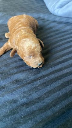 1 DİŞİ VE 1 ERKEK POODLE 10 GÜNLÜKLER REZERVEYE AÇIKLARDIR