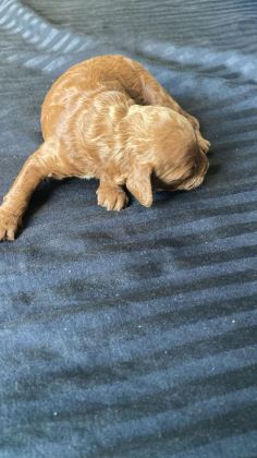 1 DİŞİ VE 1 ERKEK POODLE 10 GÜNLÜKLER REZERVEYE AÇIKLARDIR