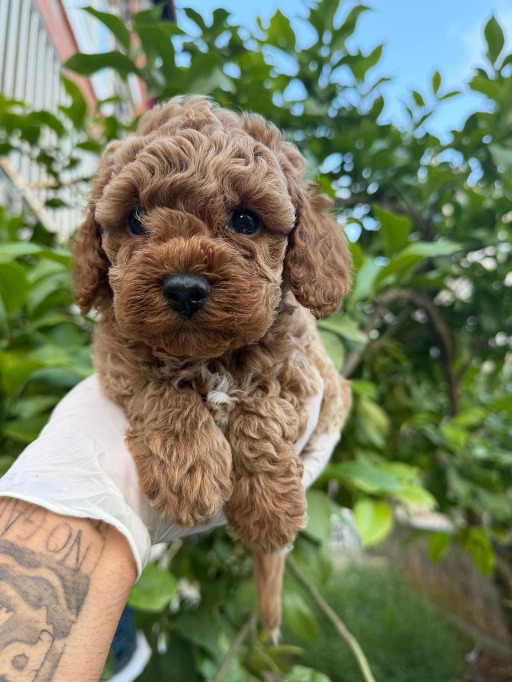 SAĞLIKLI POODLE KÖPEĞİ YAVRULAR
