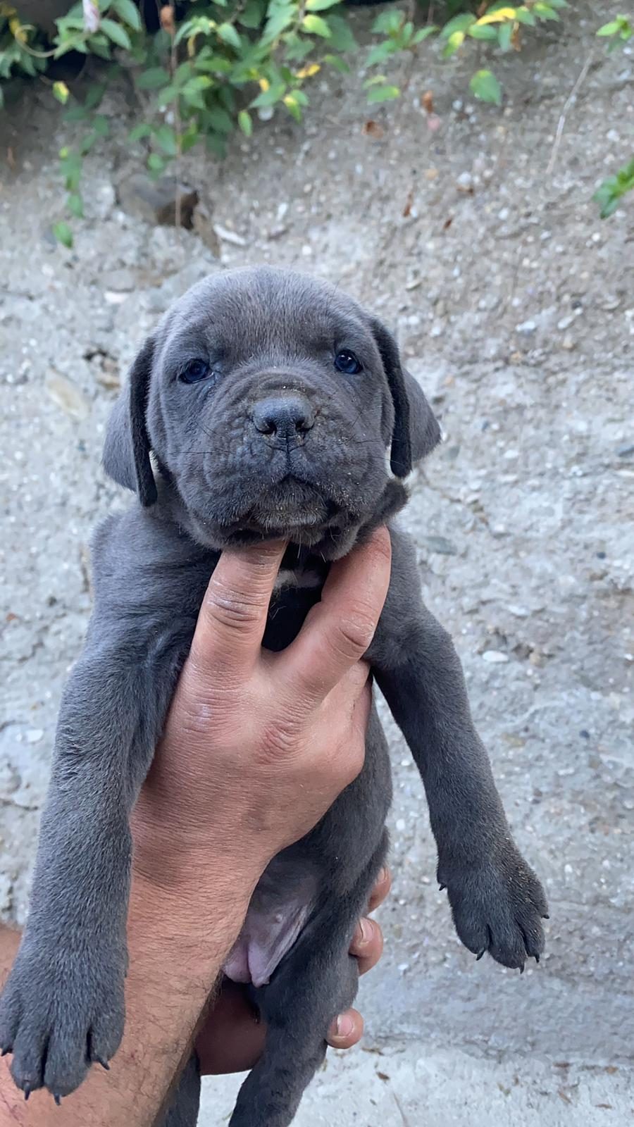 SAĞLIKLI CANE CORSO YAVRULAR