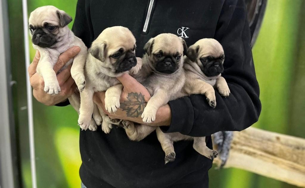 SAĞLIKLI PUG KÖPEĞİ YAVRULAR