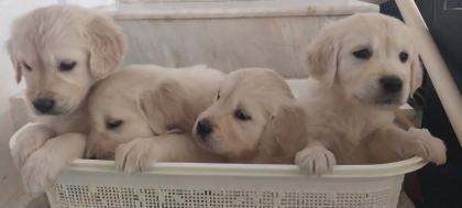 SAĞLIKLI GOLDEN RETRİEVER YAVRULAR