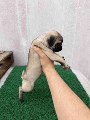PUG MOPS YAVRULAR SIFIR BURUN GÜL KUYRUK