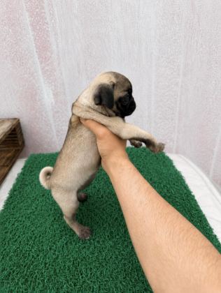 PUG MOPS YAVRULAR SIFIR BURUN GÜL KUYRUK