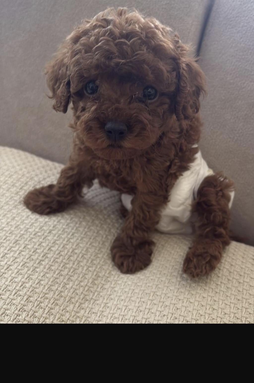 TOY POODLE IRK VE SAĞLIK GARANTİLİ