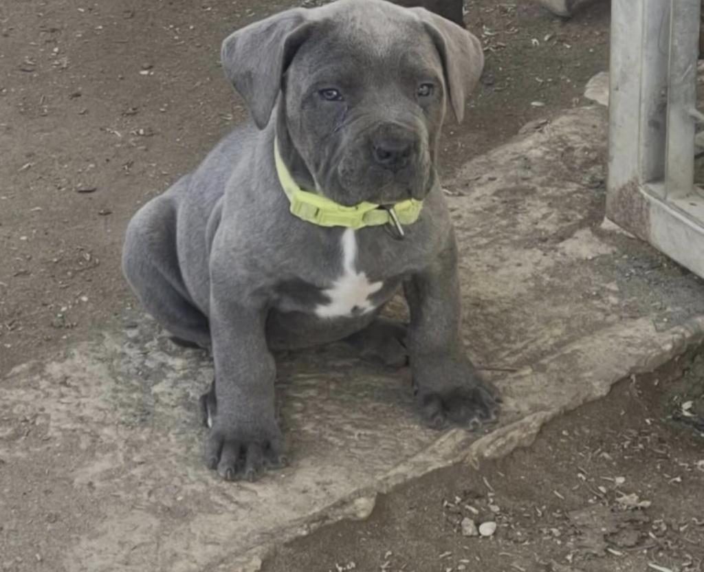 CANE CORSO KÖPEĞİ
