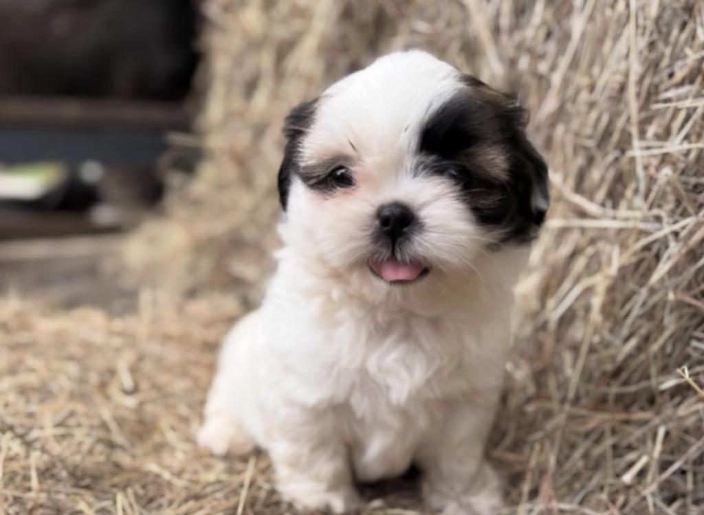 SHİH TZU KÖPEĞİ