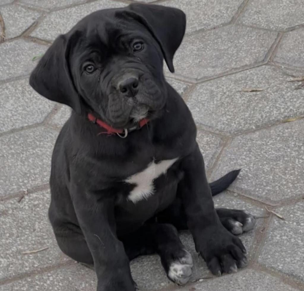 CANE CORSO YAVRU