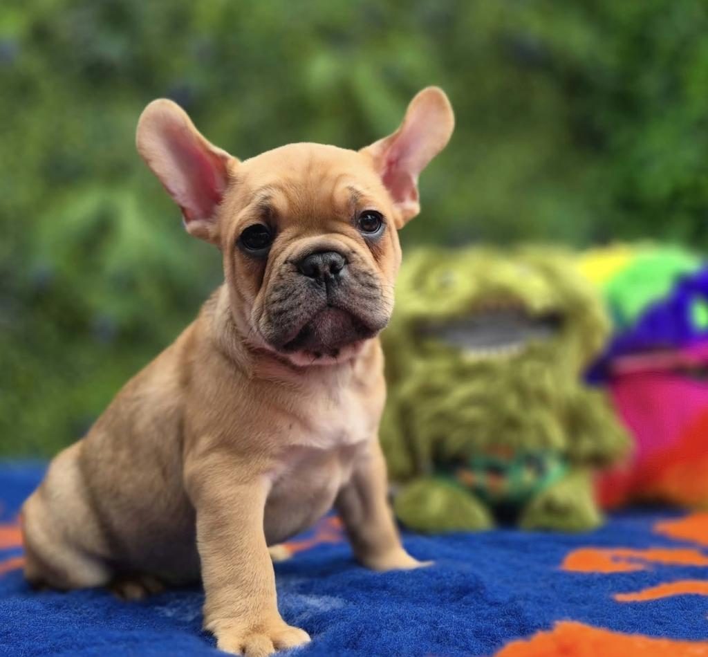 FRENCH BULLDOG KÖPEĞİ